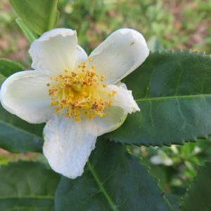 camelia sinensis green tea plant