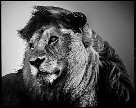 laurent-baheux-lion-in-the-wind