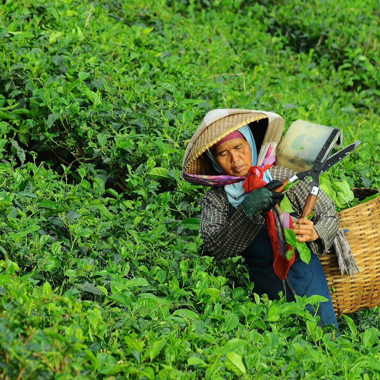 green tea harvest