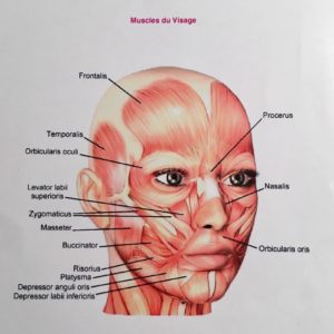 Face cheap muscle workout