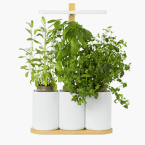 genève printemps les envies du colibry potager d'interieur lilo