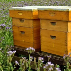 miel et abeilles Le Colibry bloglifestyle ecochic paris geneve