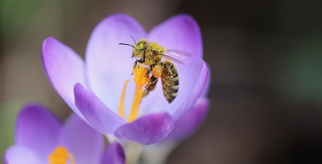 miel et abeilles Le Colibry bloglifestyle ecochic paris geneve