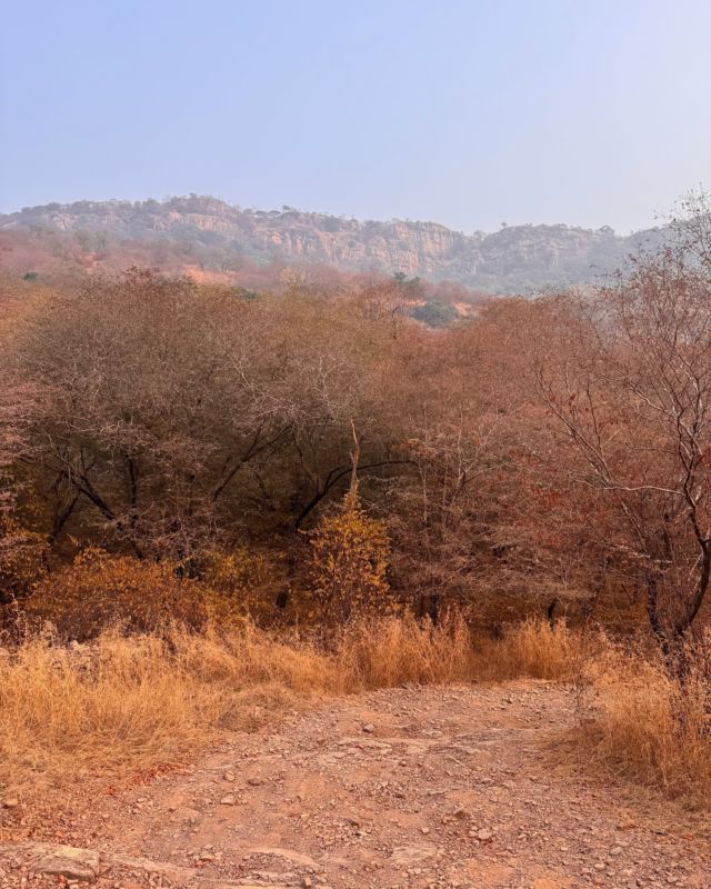 || INDIAN SAFARI 🦚🦌🦜🐒 || but no tiger :)
Jolie balade dans la reserve du parc de Ranthambore, réputée pour ses tigres qui sont restés cachés lors de notre passage…  #Colibry #Confidences #parisienne  #inspiration #escapades #india 
#enjoythemoment  #bloglifestyle
#naturelovers  #bonnesadresses
#photographie #inde
#travelphotography #bonnesadresses  #microinfluencer 
⁠#travelisgoodforthesoul  #neverstopexploring  #artdevie #instamood
#french #travel #ecoluxury 
#safari #rajasthan #planetlovers